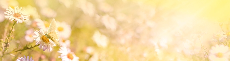 欖菊—源自植物力量，科技護(hù)衛(wèi)健康 欖菊愿景